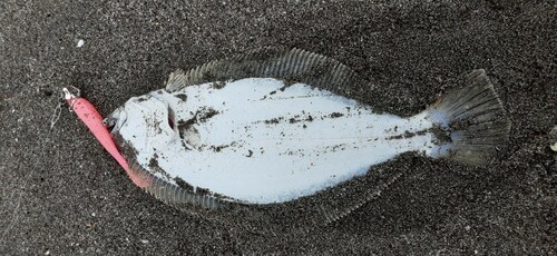 ヒラメの釣果