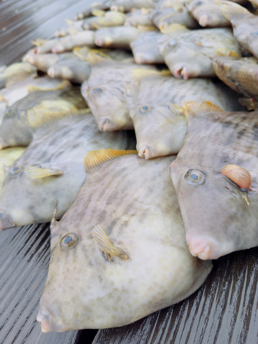 カワハギの釣果