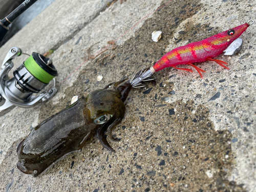 アオリイカの釣果