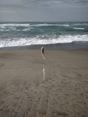 キスの釣果