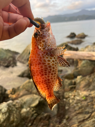 オオモンハタの釣果