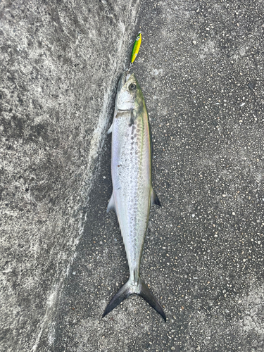 サゴシの釣果