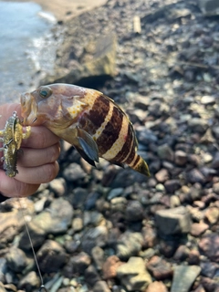 アオハタの釣果