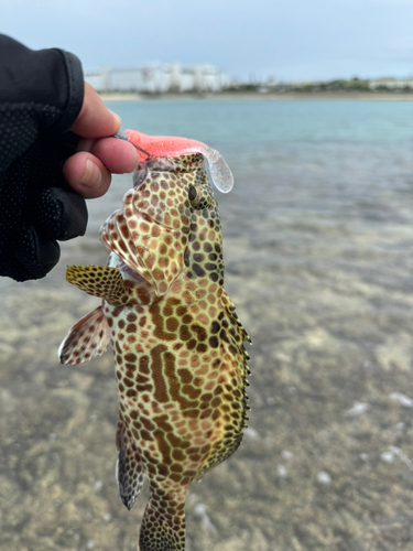 カンモンハタの釣果