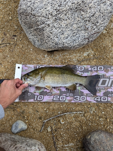 スモールマウスバスの釣果