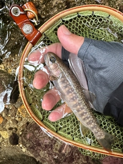 イワナの釣果