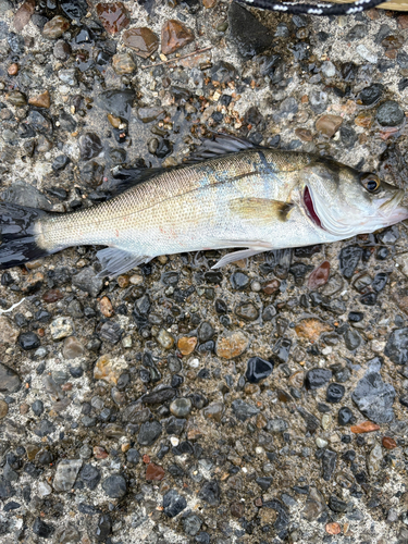 セイゴ（マルスズキ）の釣果