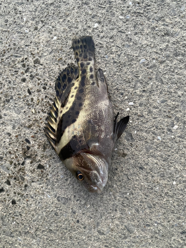 コショウダイの釣果