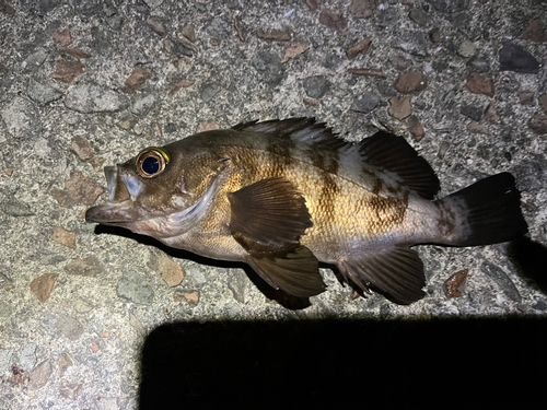 キンメバルの釣果