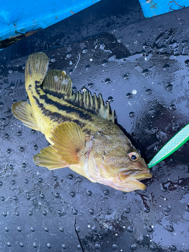 マゾイの釣果