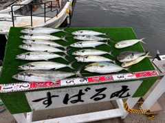 サゴシの釣果