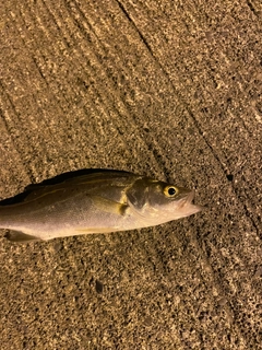 セイゴ（マルスズキ）の釣果