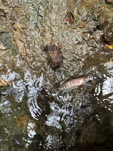 イワナの釣果