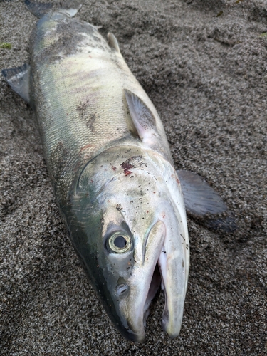 アキアジの釣果