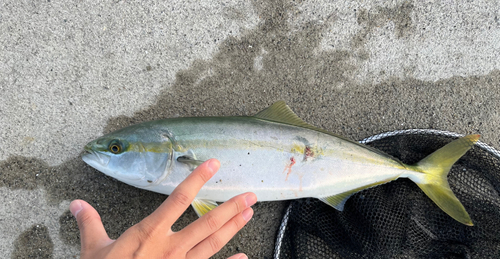 イナダの釣果