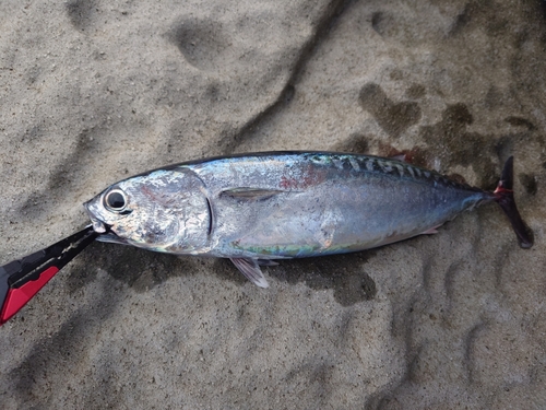 ソウダガツオの釣果