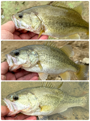 ブラックバスの釣果