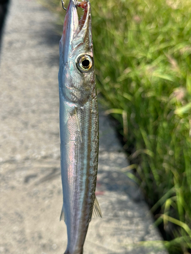 カマスの釣果