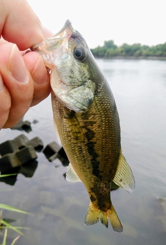 ラージマウスバスの釣果