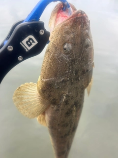 マゴチの釣果