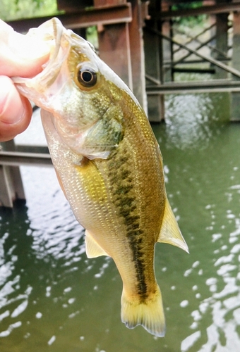 ラージマウスバスの釣果