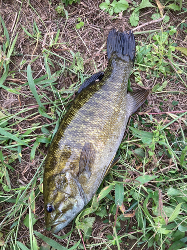 スモールマウスバスの釣果