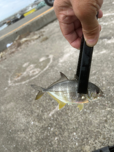 メッキの釣果