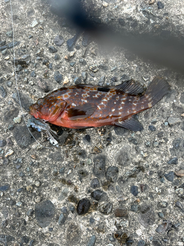 アコウの釣果