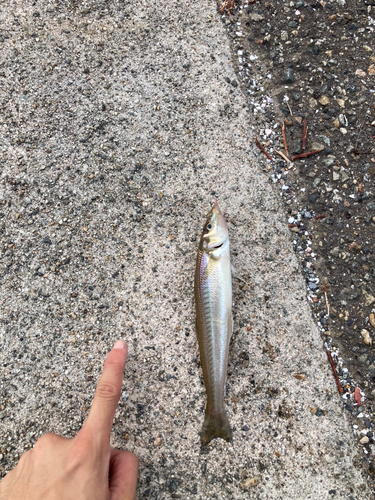 シロギスの釣果