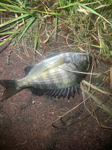 チヌの釣果