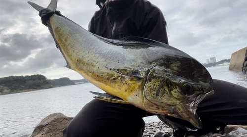 シイラの釣果