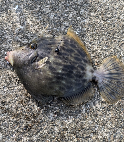 カワハギの釣果