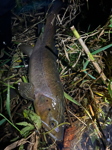 ブラウントラウトの釣果