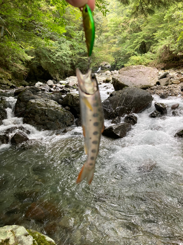 ヤマメの釣果