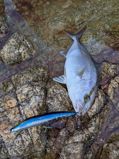 ネリゴの釣果