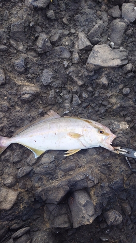 ショゴの釣果