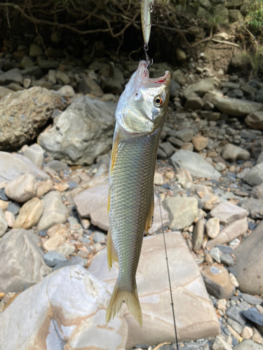 ハスの釣果