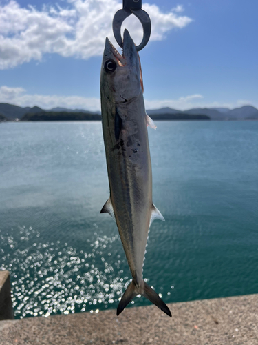 サゴシの釣果