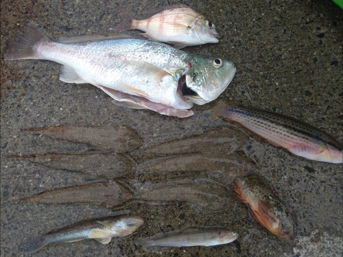 イシモチの釣果