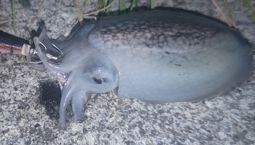 シリヤケイカの釣果