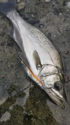 ヒラスズキの釣果