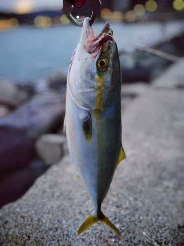 イナダの釣果