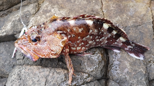 カサゴの釣果