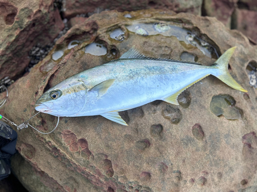 ヤズの釣果