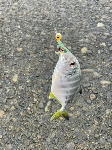 クロヒラアジの釣果