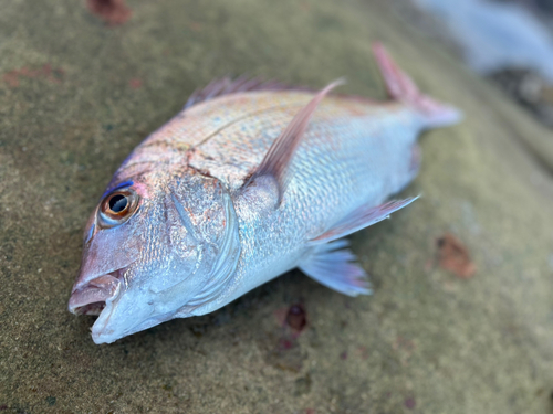 タイの釣果