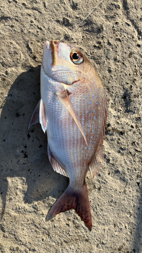 タイの釣果