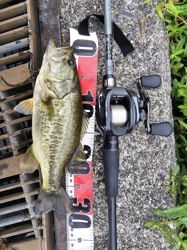 ブラックバスの釣果