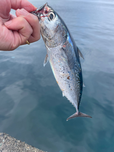 ヒラソウダの釣果