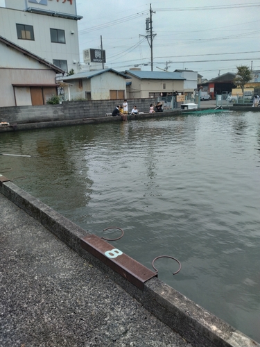 コイの釣果